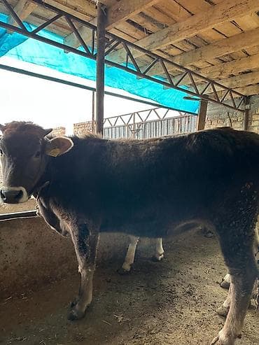 Собаки: Продаю | Тёлка | Алатауская | На забой | Не стельные — 5