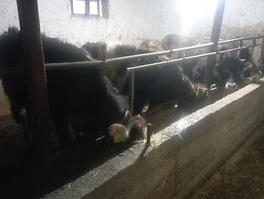 Кошки: Продаю | Бык (самец) — 1