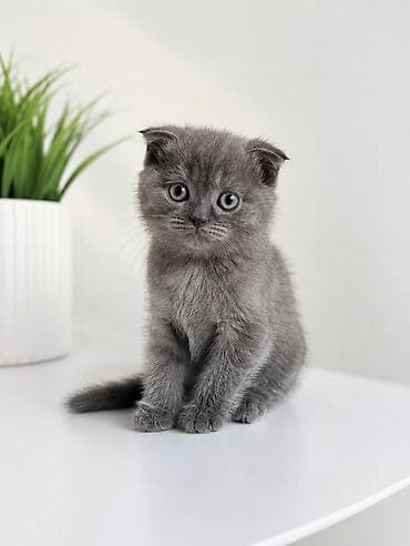 шатланская вислоухая кошка: Скотиш Фолд (Шотландская вислоухая), 2 месяца, Мальчик, Серый, Приучена к лотку — 1