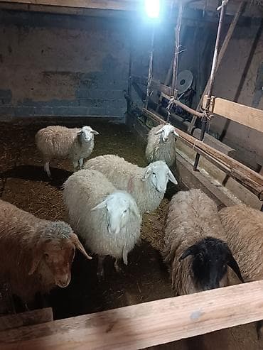 сена рез: Продаю | Ягненок | Меринос | Для разведения | Ярка — 2