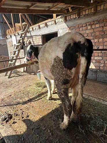 высокодойные коровы: Продаю | Корова (самка) | Для молока | Привязанные — 3