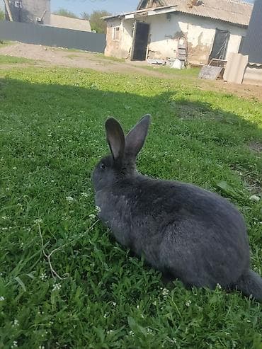 бээ байтал тай: Продаю | Крольчиха (самка) | Для разведения | Племенные — 3
