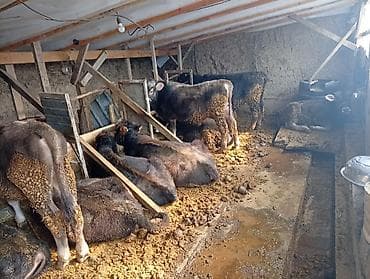 порода бычки: Продаю | Тёлка | Полукровка | На откорм | Привязанные — 5