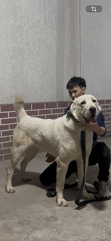 бычок бычки: Вязка: Алабай, Самец, 2 года, С прививкой, С родословной — 3