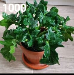 купить аквариумные растения: Комнатные ароидные в горшках — декоративно-лиственные редкие сорта. В — 3