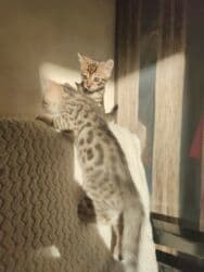 котята саванна купить: Бенгал, 2 айлык, Эркек, Лотокко барууга үйрөтүлгөн — 1