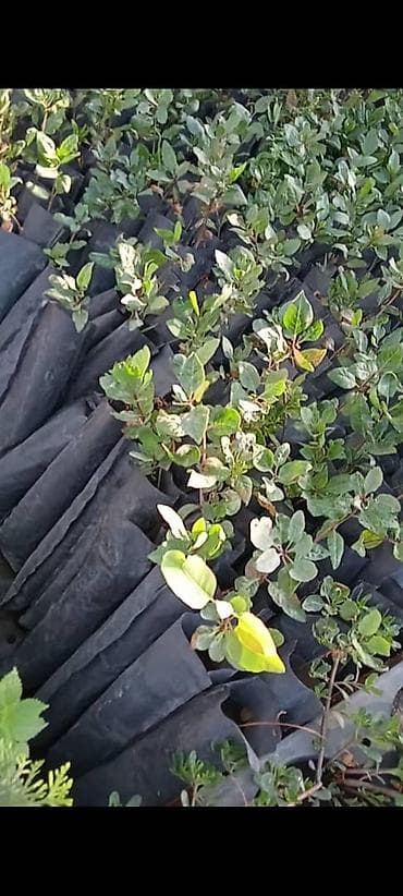 эко продукты: Продажа саженцев фисташки, туи, сосны и самшит,, фитсшки- молодые — 1