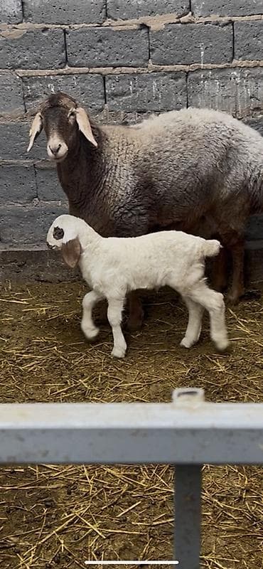Ветеринар кызматы: Сатам | Ургаачы кой (ургаачы) | Көбөйтүү үчүн | Ургаачы — 6