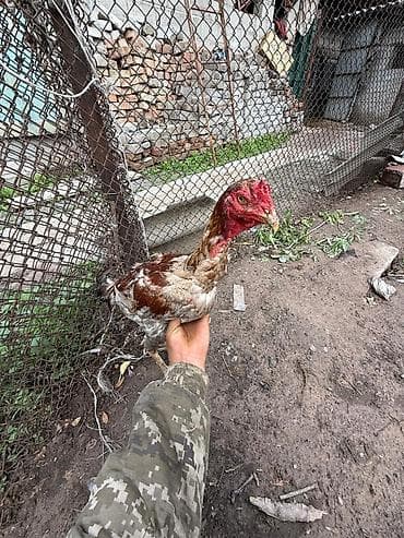 Животные: Продаю | Петух | Бойцовая | Для разведения — 5