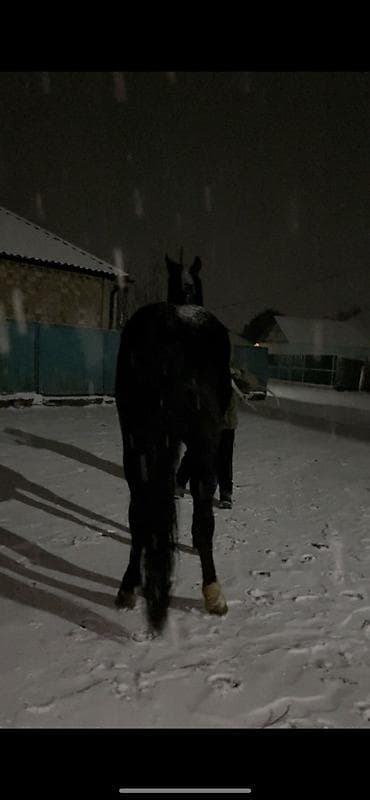 живой паук: Продаю | Конь (самец) | Конный спорт | Племенные — 2