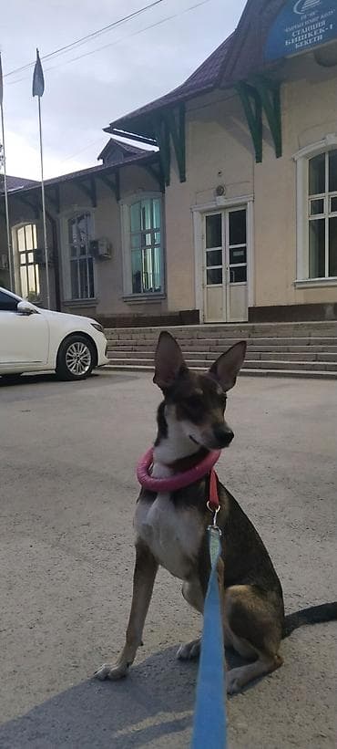 хвостики: Собака даром: Дворняжка, 9 месяцев, Самка, С прививкой — 5