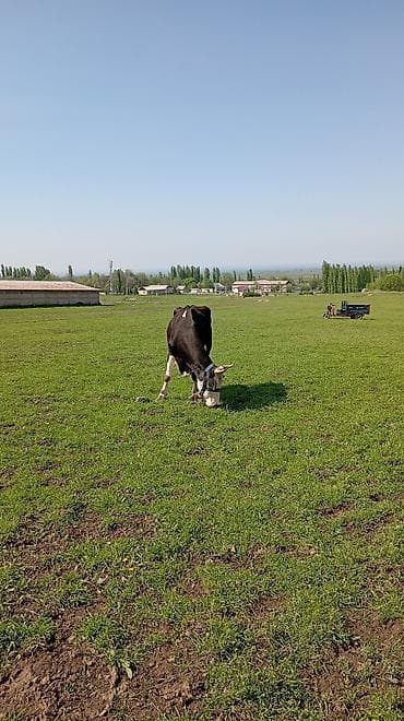 сом рыба: Продаю | Корова (самка) | Для молока | После отела — 3