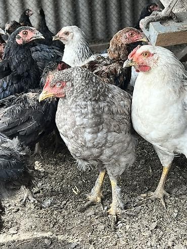 яйцо несушки: Продаю | Куры | Для разведения — 2