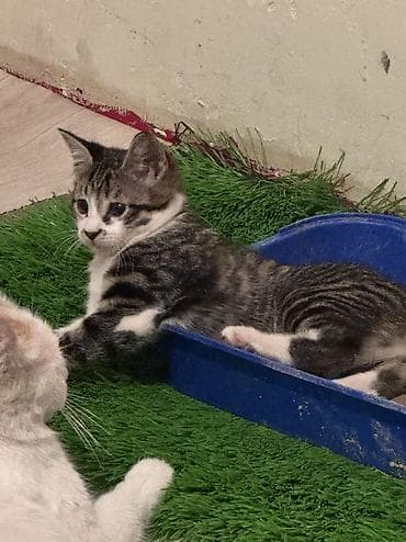 Мышыктар сатылат: Котят к хорошим рукам,приучены к лотке. - Темперамент по фото: игривые — 4