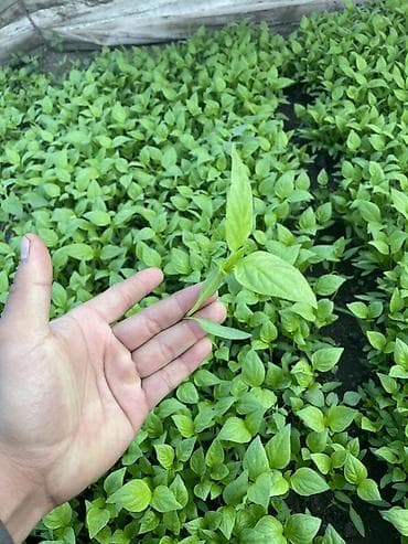 заклад: Рассада овощных культур из грунтовой теплицы - Перец сладкий: крепкие — 1