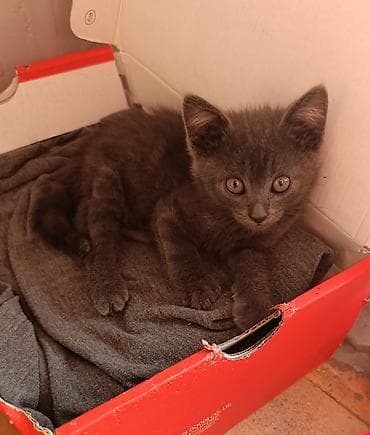 scottish fold: Кошка даром: Беспородная, 2 месяца, Мальчик, Приучена к лотку — 1