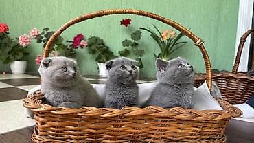 Великолепные котята в возрасте 50 дней (Скотиш фолд и Скотиш страйт )