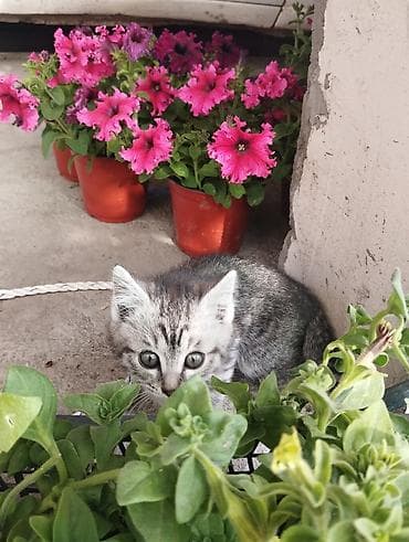 котенок даром: Кошка даром: Беспородная, Мальчик — 4