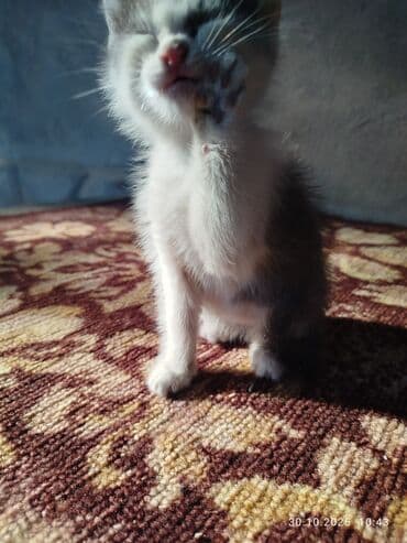 объявления о найденных животных: Котята отдам даром, хоть чучелом хоть тушкой. - Помёт из трёх — 5