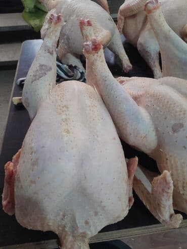 цыплята индюки: Продаю | Индюк (самец) | Бройлерная | Для разведения | Племенные — 7