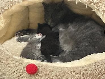 Отдам двоих котят в хорошие руки. Им по полтора месяца. Так же есть lalafo.kg да Отдам двоих котят в хорошие руки. Им по полтора месяца. Так же есть