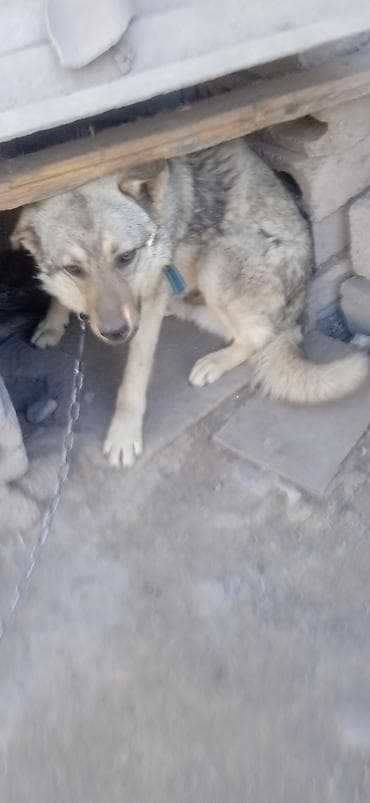 Собака среднего размера, на цепи. Окрас серо-палевый с темным