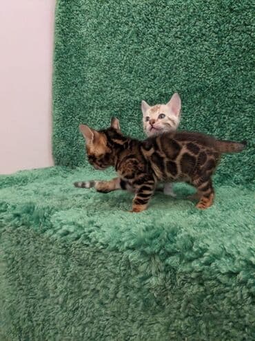 доброй: Всем Привет .!!!. В питомнике Бен Гла Мур. долгожданные новые детки — 7