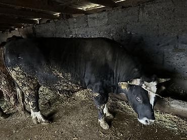 музо ангус: Продаю | Бык (самец) | Шароле | На откорм, На забой — 5