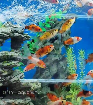 продаю рыбы: Новое поступление золотых рыбок! Разные виды! Коя платина вуаль также — 5