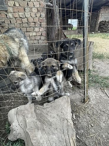 Щенки европейской овчарки Продаются чистокровные щенки европейской — 8