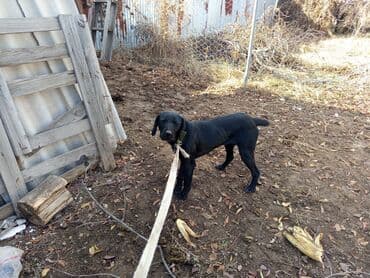 Грызуны: Собака даром: Дратхаар, 2 года, Самка, С прививкой — 4