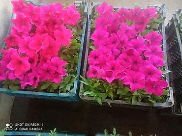 цветов: Рассада цветущих однолетников в кассетах - Бархатцы (Tagetes) — 2