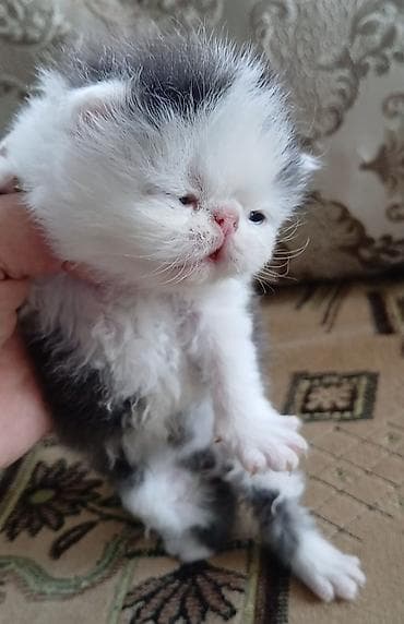бенгалы котята: Персидский котёнок. Эксклюзив ! Шикарная персидская кошечка в — 5