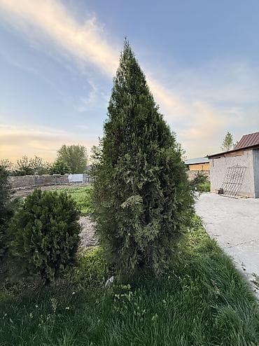 саженцы дуба: Туя Сатылат Живые хвойные растения для озеленения участка — 1