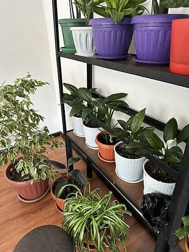 домашние растения: Комнатные растения в горшках — коллекция для дома и офиса. В — 4