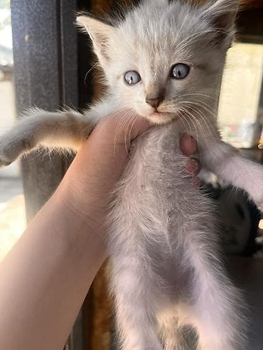 Котята, домашние, короткошёрстные. Описание: - Возраст на фото