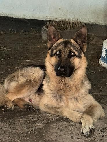 Немис овчаркасы, 11 айлык, Эркек — 1