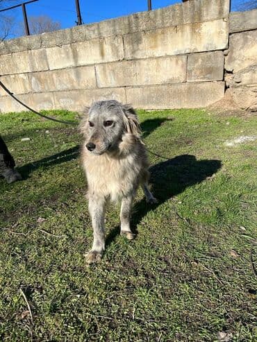 стрижка собак на дому недорого: Ищем дом для молодой стерилизованной девочки. Привита. Привезём сами — 3