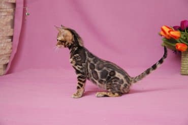 новорожденные котята: Дорогие друзья долгожданный помет . Бенгальские котята .от самых — 5