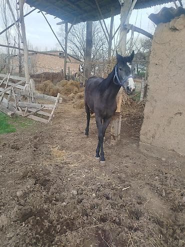 купить стаффордширского терьера: Продаю | Кобыла (самка) | Конный спорт — 5