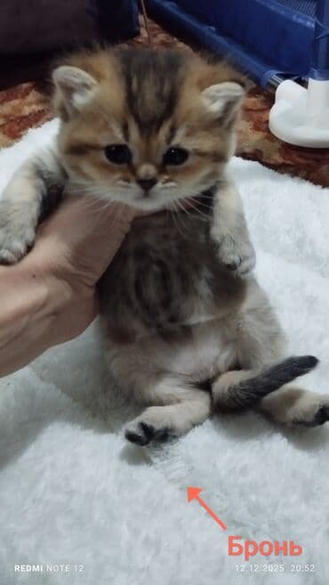 вислоухий кот купить: Скотиш Страйт (Шотландская прямоухая), 1 месяц, Девочка, Приучена к лотку — 3