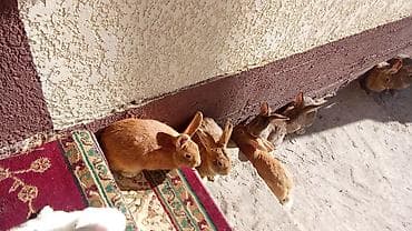 Үй жаныбарлары үчүн товарлар: Сатам | Эркек коен — 7