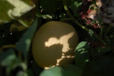 разнорабочий в бишкеке: Ищу бизнес партнера, инвестора, для выращивания овощей (открытый — 24