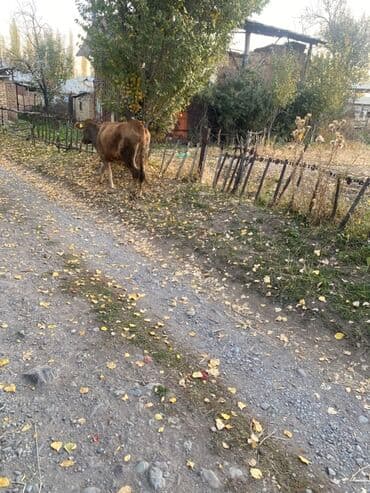 сколько стоит кролик домашний: Сатам | Уй (ургаачы), Кунаажын | Бордоп семиртүү үчүн, Көбөйтүү үчүн, Сүт алуу үчүн — 3