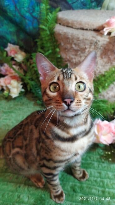 купить породистых котят: Шикарные бенгальские котята 3-4мес. Лучший подарок для любящего — 25