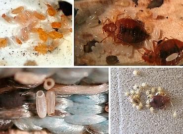 Клининговые услуги: Дезинфекция, дезинсекция, | Клопы, | Офисы, Квартиры, Дома — 4