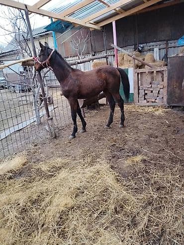 козел для случки: Продаю | Жеребенок | Для разведения — 2