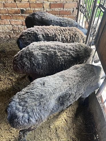 жаны асый: Сатам | Кочкор (эркек) | Союуга, Көбөйтүү үчүн | Ургаачы — 2