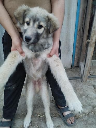 сколько стоят щенки хаски: 4 месяца, Самец — 2