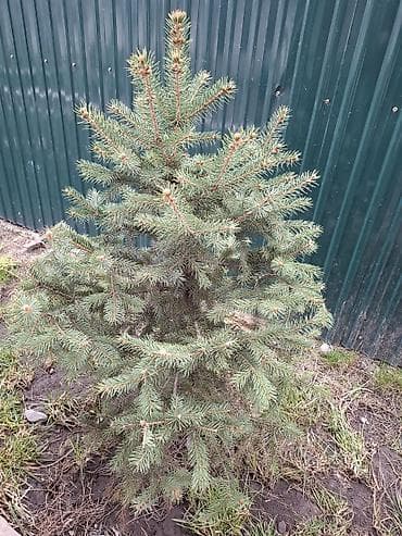 Ель голубая (Picea pungens, голубая форма) для озеленения участка. -